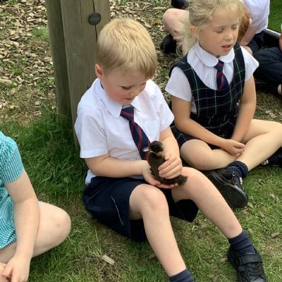Visit from the ducklings