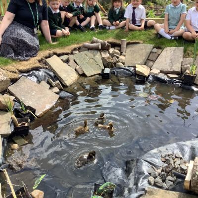Ducklings in Oak Class- 1 week old adventures