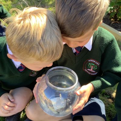 Life Cycle of a Frog- Oak Class